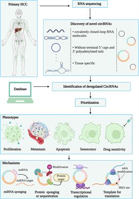 Circular RNAs in hepatocellular carcinoma: biogenesis, function, and pathology